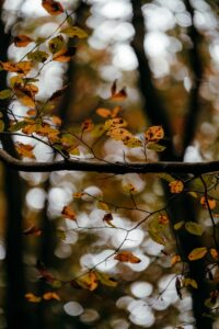 Autumn leaves on a tree branch with bokeh background