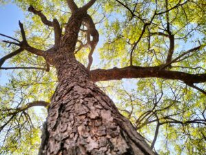 A tree with a rough trunk and green leaves.